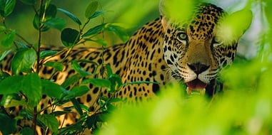 environmental sustainability