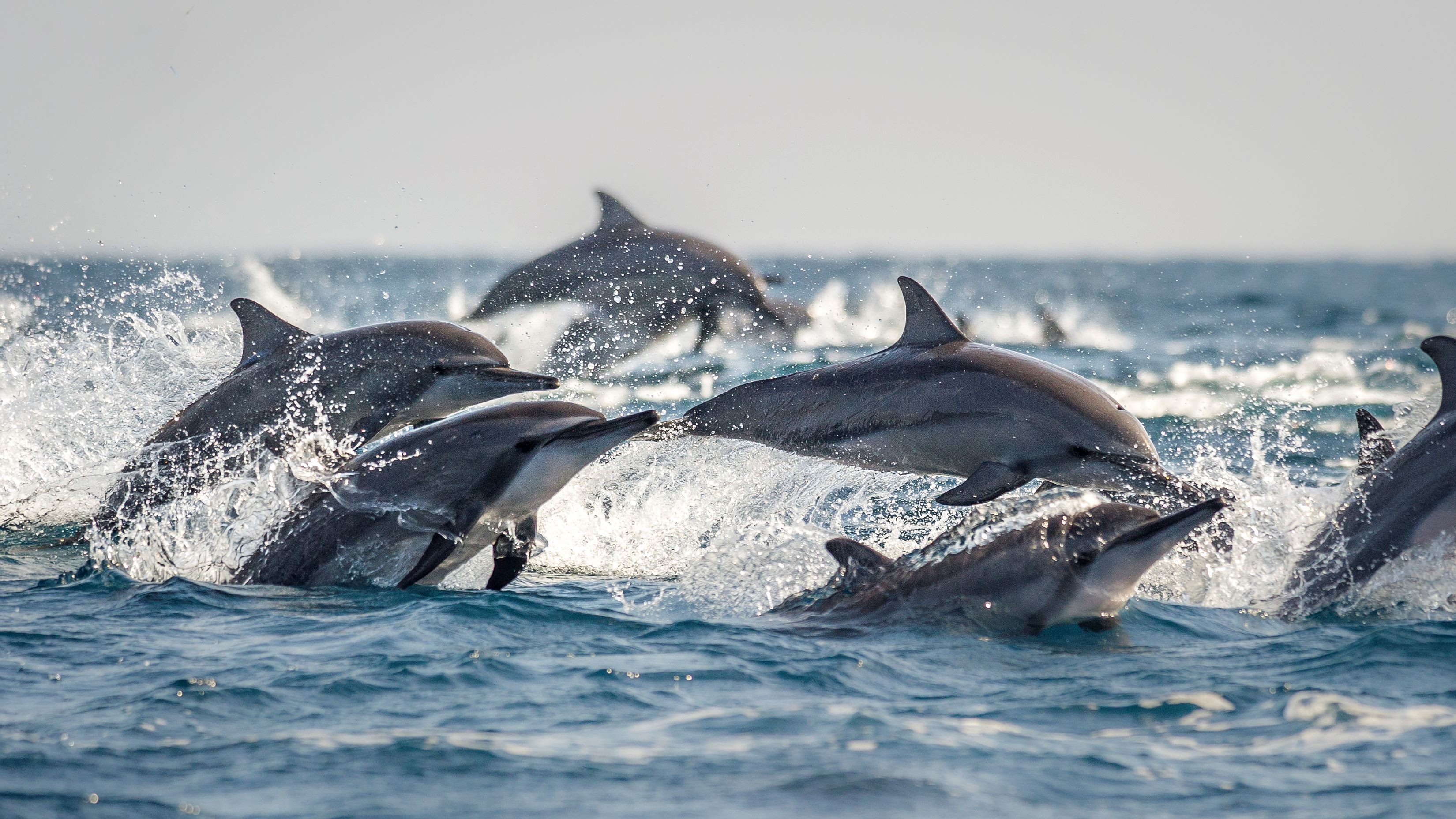 Plus de protection pour les balaines et les dauphins !