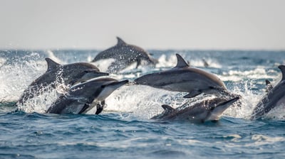 Więcej ochrony dla wielorybów i delfinów