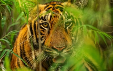  Mais proteção para os tigres e seu habitat